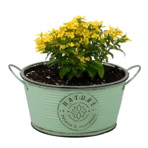 Plantenpot/bloempot teil voor buiten - zink - rond - jadegroen - D25 x H12 cm