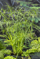 Papyrus plant / Cyperus alternifolius