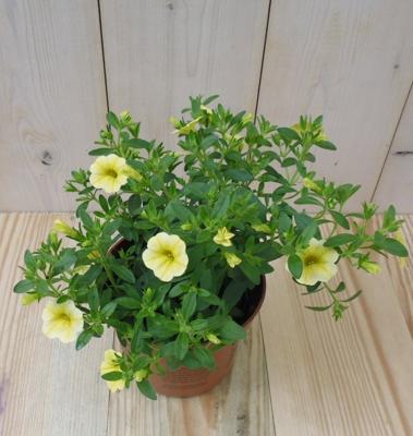 3 stuks! Petunia Million Bells geel Warentuin Natuurlijk - Warentuin natuurlijk