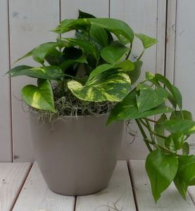 Epipremnum geelgroen taupe pot 25 cm - Warentuin Natuurlijk