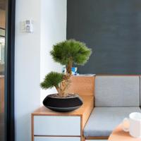 Pinus Bonsai kunstboom op voet 55cm - UV bestendig