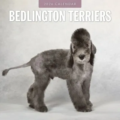 Bedlington Terrier Kalender 2026