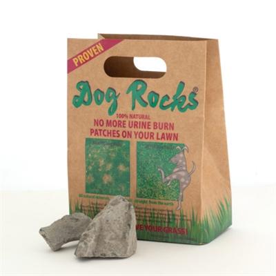 DOG ROCKS