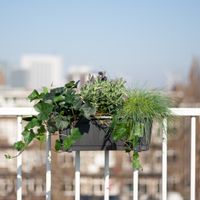 Balkon Plantenbox Antraciet - Mix van Buitenplanten