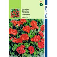 Hortitops - 2 stuks Pelargonium F1 Mustang Kersrood - thumbnail