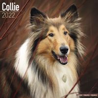 Kalender 2025 Collie