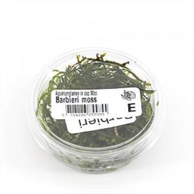 Taxiphyllum barbieri mos - 3 stuks - aquarium plant