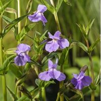 Blauwe maskerbloem (Mimulus ringens) moerasplant (6-stuks) - thumbnail