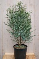Gomboom Eucalyptus gunii Azura 110 cm Warentuin Natuurlijk - Warentuin natuurlijk