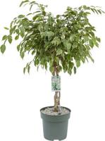 Ficus Safrana - Golden King Twisted Stem II Potmaat 17 H60-65 kamerplant Beautanic Lifestyle - Beautanic lifestyle