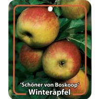 Malus Domestica Schoner von Boskoop - Oosterik home