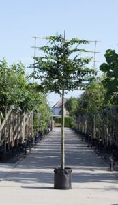 Haagbeuk als leiboom Carpinus betulus h 360 cm st. omtrek 18 cm st. h 240 cm - Warentuin Natuurlijk