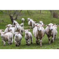 Placemats schapen en lammetjes 3D 30 x 40 cm - thumbnail