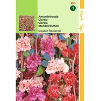 Hortitops - 2 stuks Clarkia Elegans Dubbelbloemig Gemengd