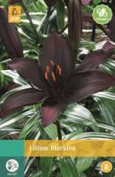 Lilium Blacklist rood/oranje 2 bloembollen Lelie JUB - Jub