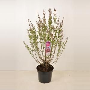 Dwergsering (syringa "Tinkerbelle"®) - 90-120 cm - 1 stuks