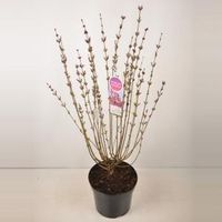 Dwergsering (syringa "Tinkerbelle"®) - 90-120 cm - 1 stuks