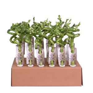 Lucky Bamboo 30-pack (30 cm hoog)