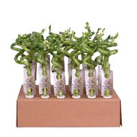 Lucky Bamboo 30-pack (30 cm hoog)