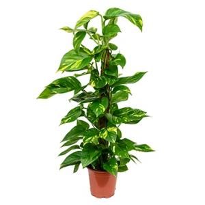 Scindapsus epipremnum aureum mosstok 80 kamerplant