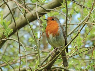 Roodborst 70x50cm Tuinschilderij - Customize it
