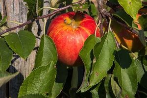 Appelboom &apos;Delcorf&apos;