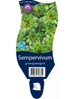 Sempervivum Groen/Green/Grun vaste plant Griffioen - Griffioen