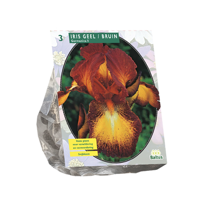 Iris