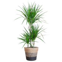 Dracaena Marginata met Lissabon mand zwart - 95cm - Ø21