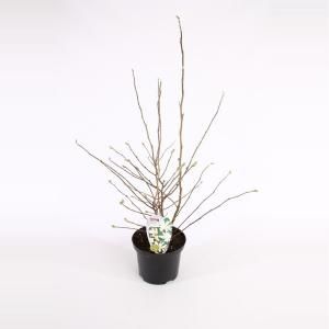 Magnolia struik Stellata Royal Star - 50 - 60 cm - 8 stuks