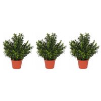 Set van 4x stuks kunstplanten buxus plant in pot 31 cm - thumbnail