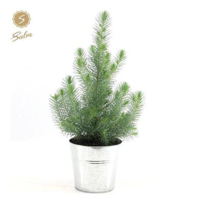 Pinus Pinea 'Silver Crest' + Pot Zinc - Ø17cm - ↕45cm