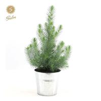 Pinus Pinea 'Silver Crest' + Pot Zinc - Ø17cm - ↕45cm