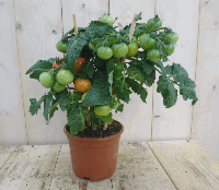 Tomatenplant tomaat GROOT plukplant Solanum Warentuin Natuurlijk - Warentuin natuurlijk
