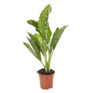 Dieffenbachia Crocodile Variegata