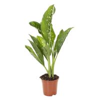 Dieffenbachia Crocodile Variegata