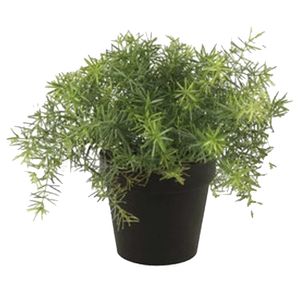 Kunstplant Asparagus - groen - in zwarte pot - 25 cm