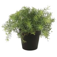 Kunstplant Asparagus - groen - in zwarte pot - 25 cm