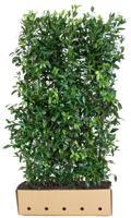 Prunus laurocerasus 'Herbergii' Heg - Quickhedge