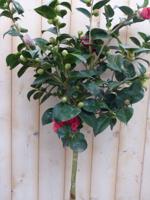 Camelia rood op stam 120 cm Warentuin Natuurlijk - Warentuin natuurlijk