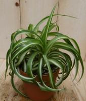 2 stuks! Chlorophytum bonnie - Warentuin natuurlijk