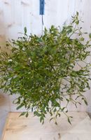 Maretak Mistletoe kerstgroen XXL Warentuin Natuurlijk - Warentuin natuurlijk