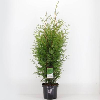Thuja occidentalis brabant 60-80 cm - Warentuin natuurlijk