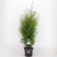 Thuja occidentalis brabant 60-80 cm - Warentuin natuurlijk