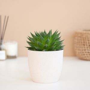 Aloë Aristata Magic - P12