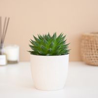 Aloë Aristata Magic - P12