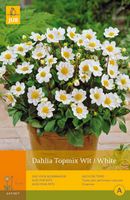 Dahlia topmix wit/white 1st bloembol zomer Dahlia JUB - Jub