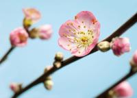 Noordwand Komar Munich Design Fotobehang Peach Blossom - V7-753