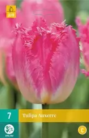 X 7 Tulipa Auxerre - thumbnail