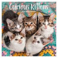 Curious Kittens Kalender 2026